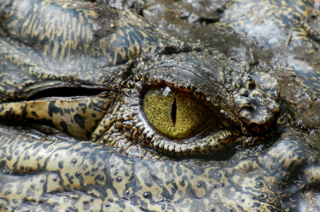 Alligators :: Unspooling the Light :: Lisa Robbins